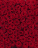 4-077 Roses